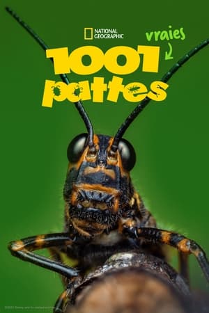 1001 vraies pattes - saison 1 poster