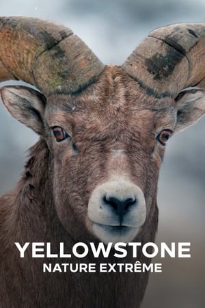 Yellowstone : Nature extrême - saison 1 poster